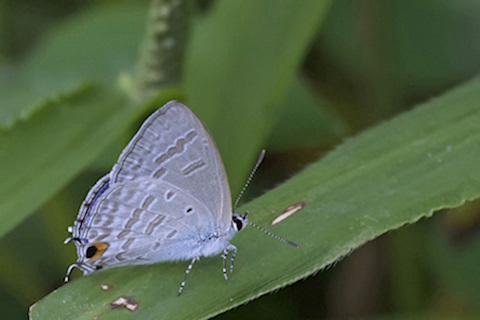 Pale Pea-blue (Catochrysops panormus)